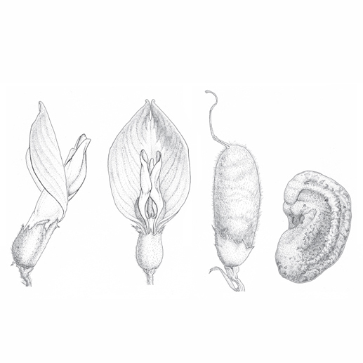Astragalus baionensis